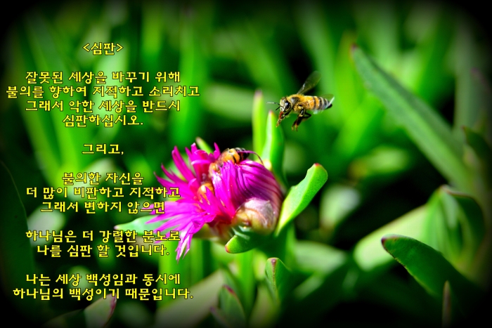 <심판>