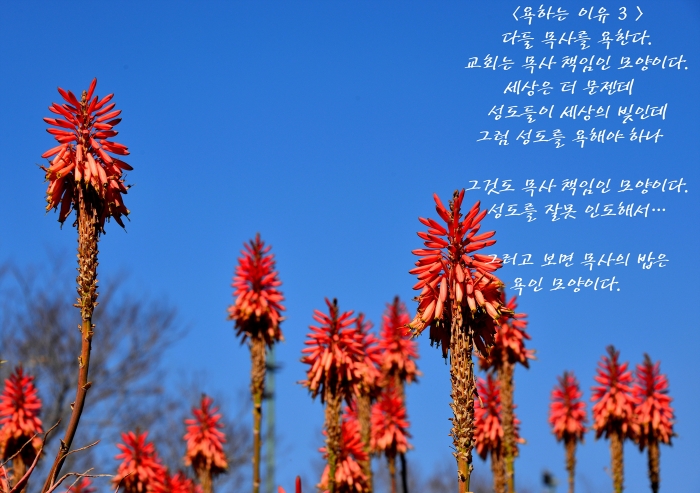<욕하는 이유 3 >