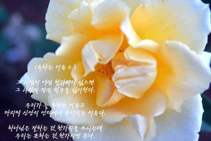 <욕하는 이유 6 >